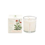 KOBO Plant the Box Catalan Calendula kvapioji žvakė (10oz / 283g)