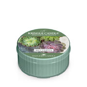 Kvapioji žvakė Kringle Candle Succulents (42 g)